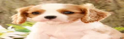 Cavalier King Charles Spaniel dogs for sale: ZInnia - Ad 9