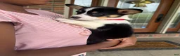 Welsh Corgi Pembroke dogs for sale: Poppy - Ad 5