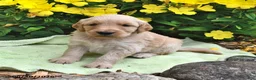 Goldendoodle dogs for sale: Caramel - Ad 2