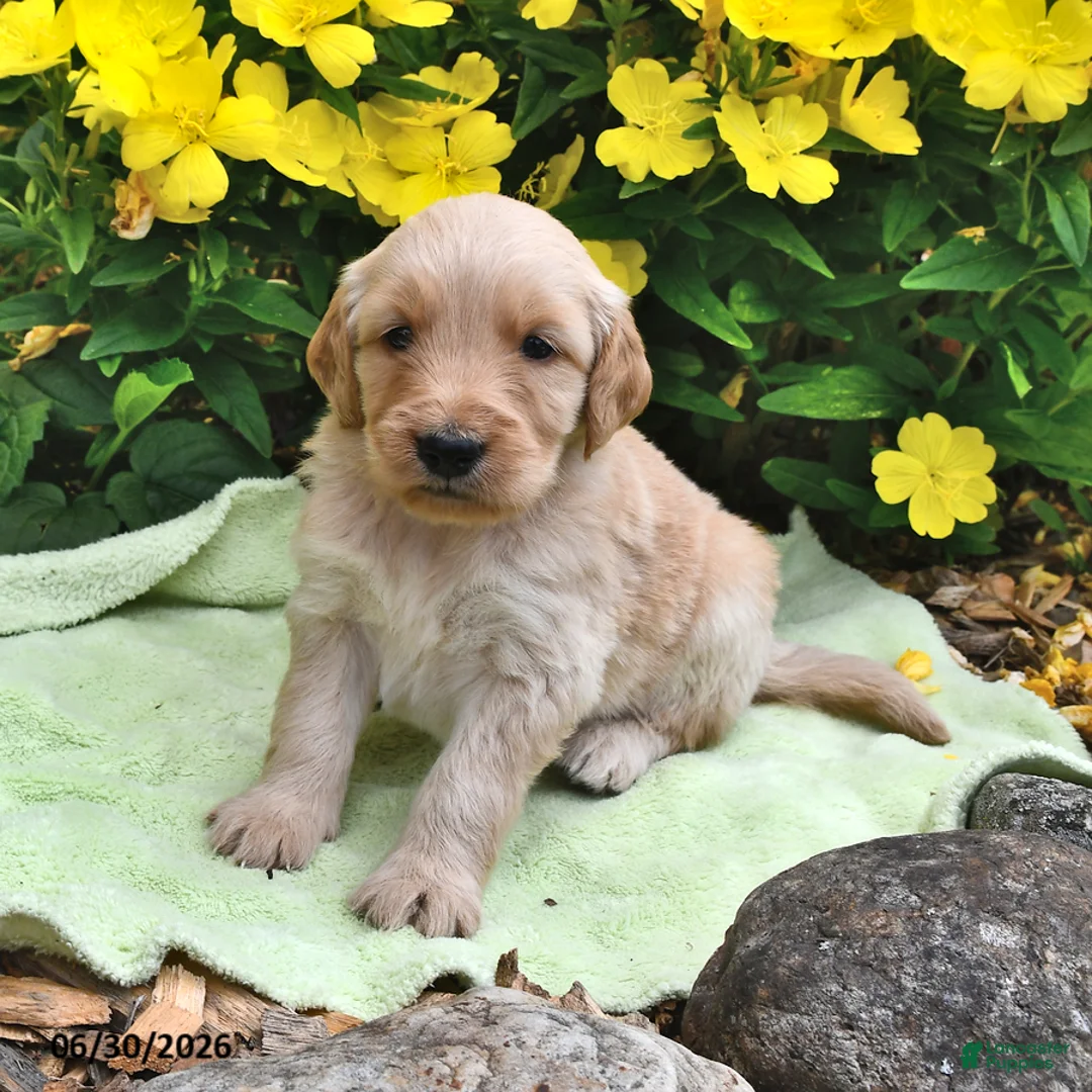 Goldendoodle dogs for sale: Caramel - Ad 2