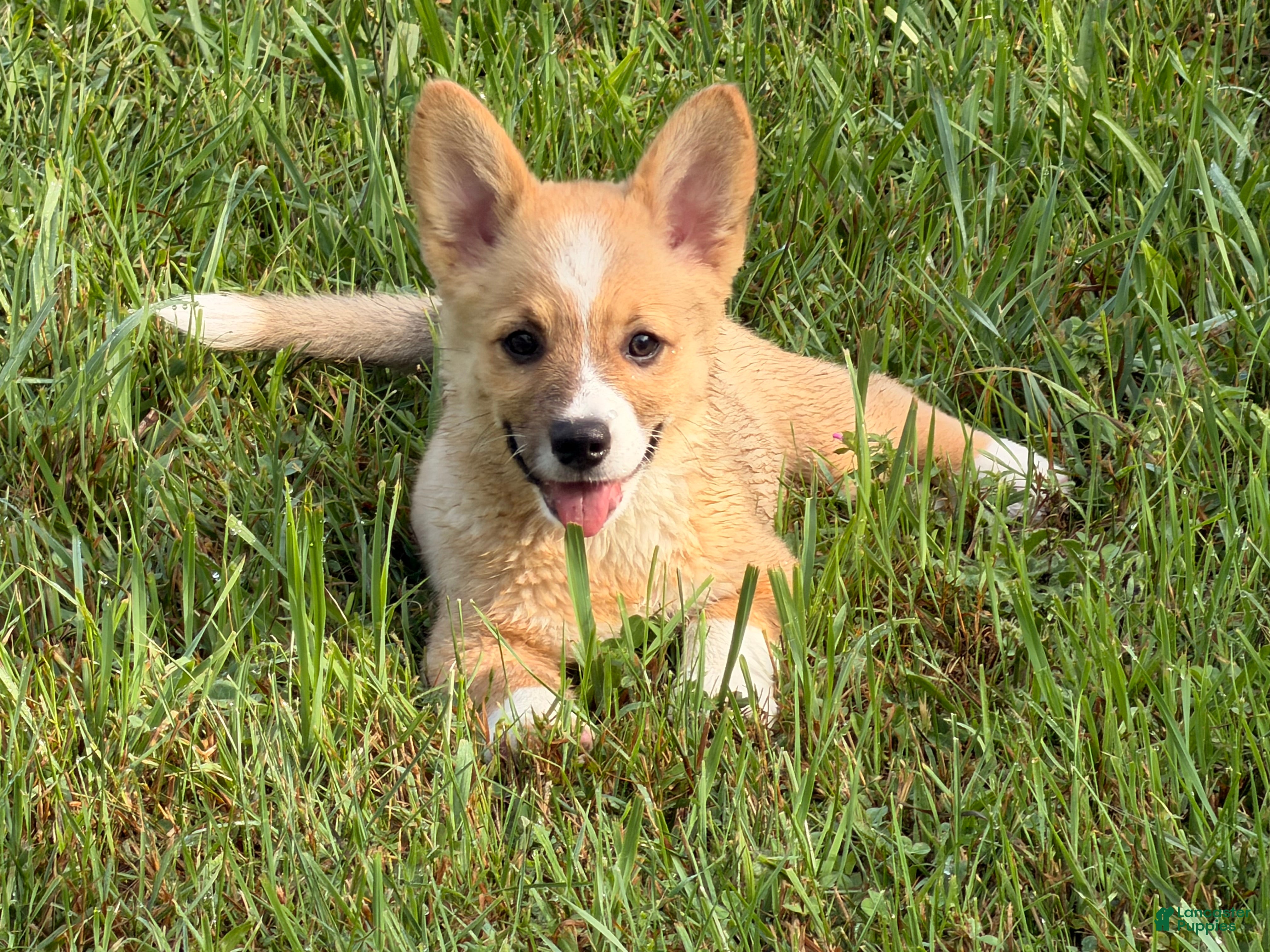Mixed Breed dogs Spud - Ad 14