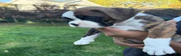 Boxer dogs for sale: DUSSEL  - Ad 13