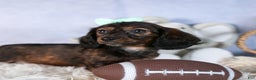 Miniature Dachshund dogs for sale: Cleo - Ad 12