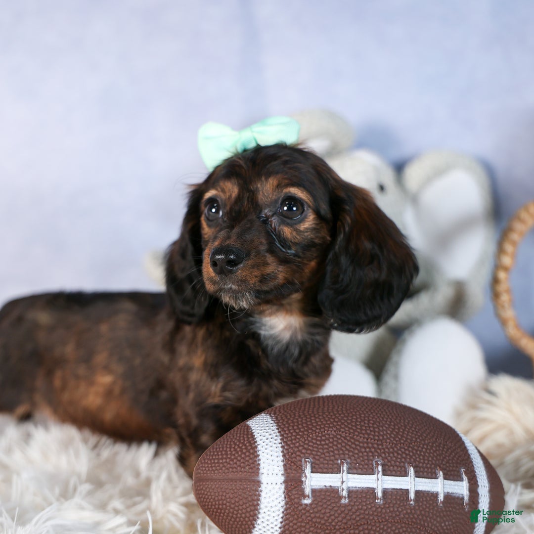 Miniature Dachshund dogs for sale: Cleo - Ad 12