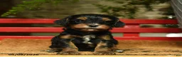 Cavapoo dogs for sale: Marvin - Ad 1