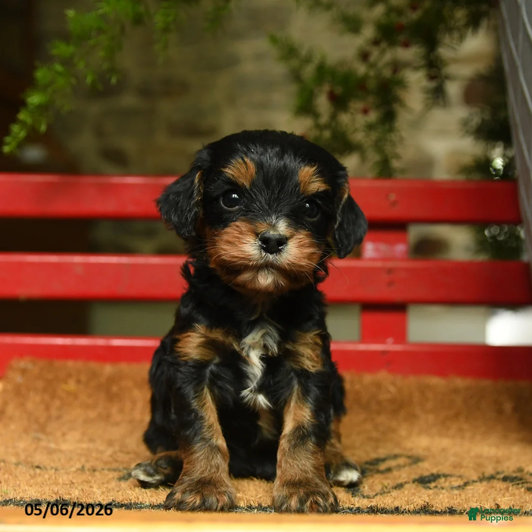 Cavapoo dogs for sale: Marvin - Ad 1