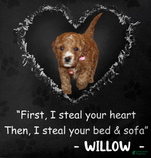 Mini Goldendoodle dogs Willow 🌷 Basic Training Started - Ad 1