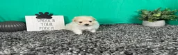 Pomapoo dogs for sale: Pomapoo 2 - Ad 3