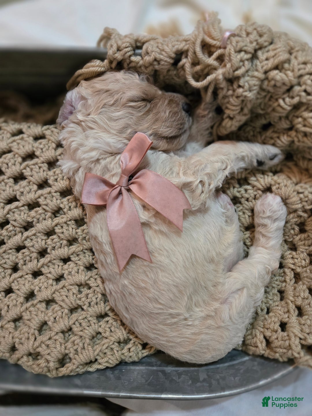 Mixed Breed dogs for sale: Ainsley  - Ad 4