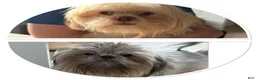 Shih Tzu dogs for sale: Shih Tzu 2 - Ad 3
