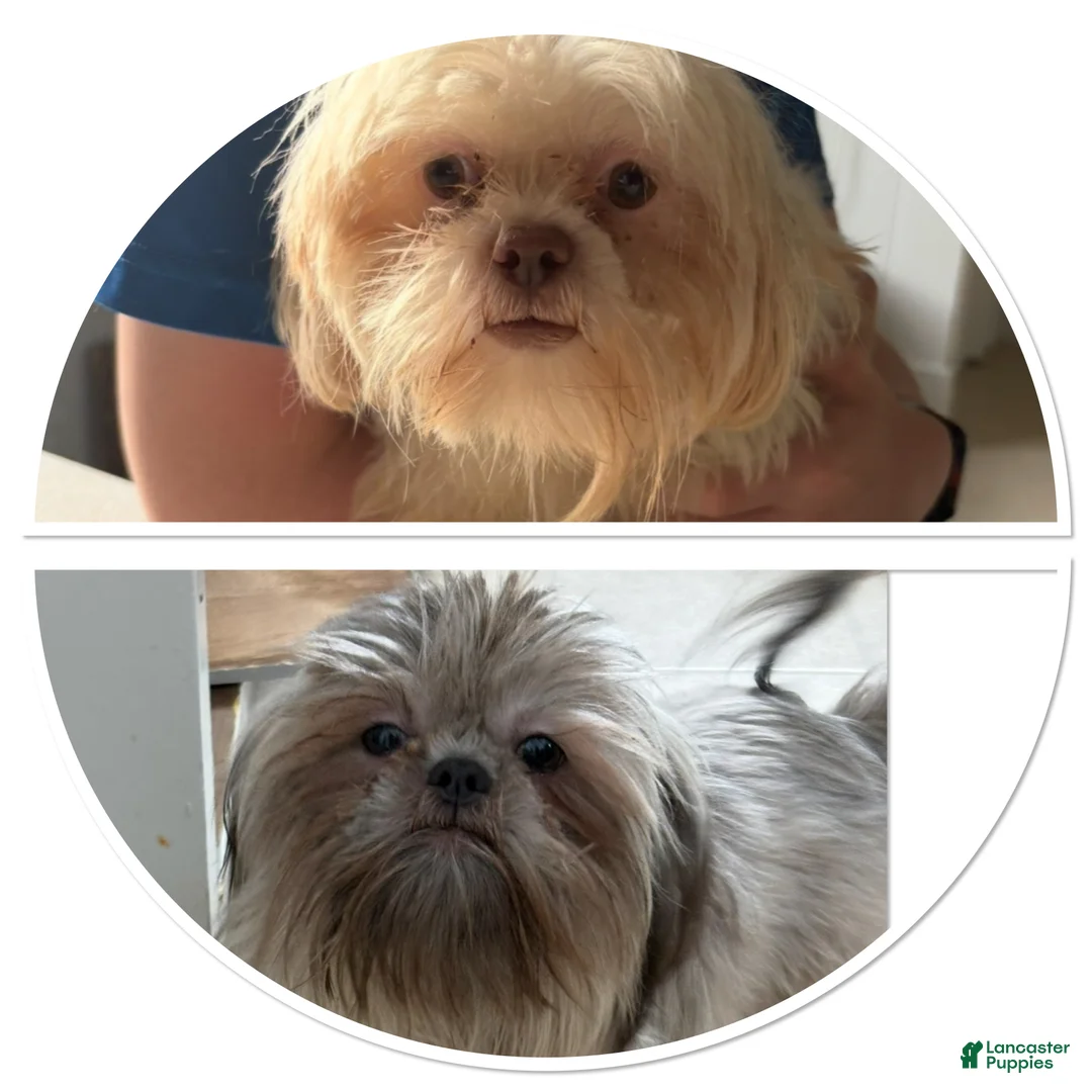 Shih Tzu dogs for sale: Shih Tzu 2 - Ad 3