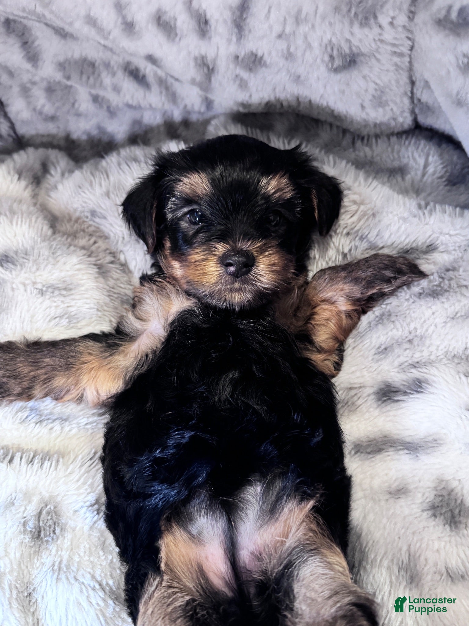 Yorkshire Terrier dogs Minnie - Ad 29
