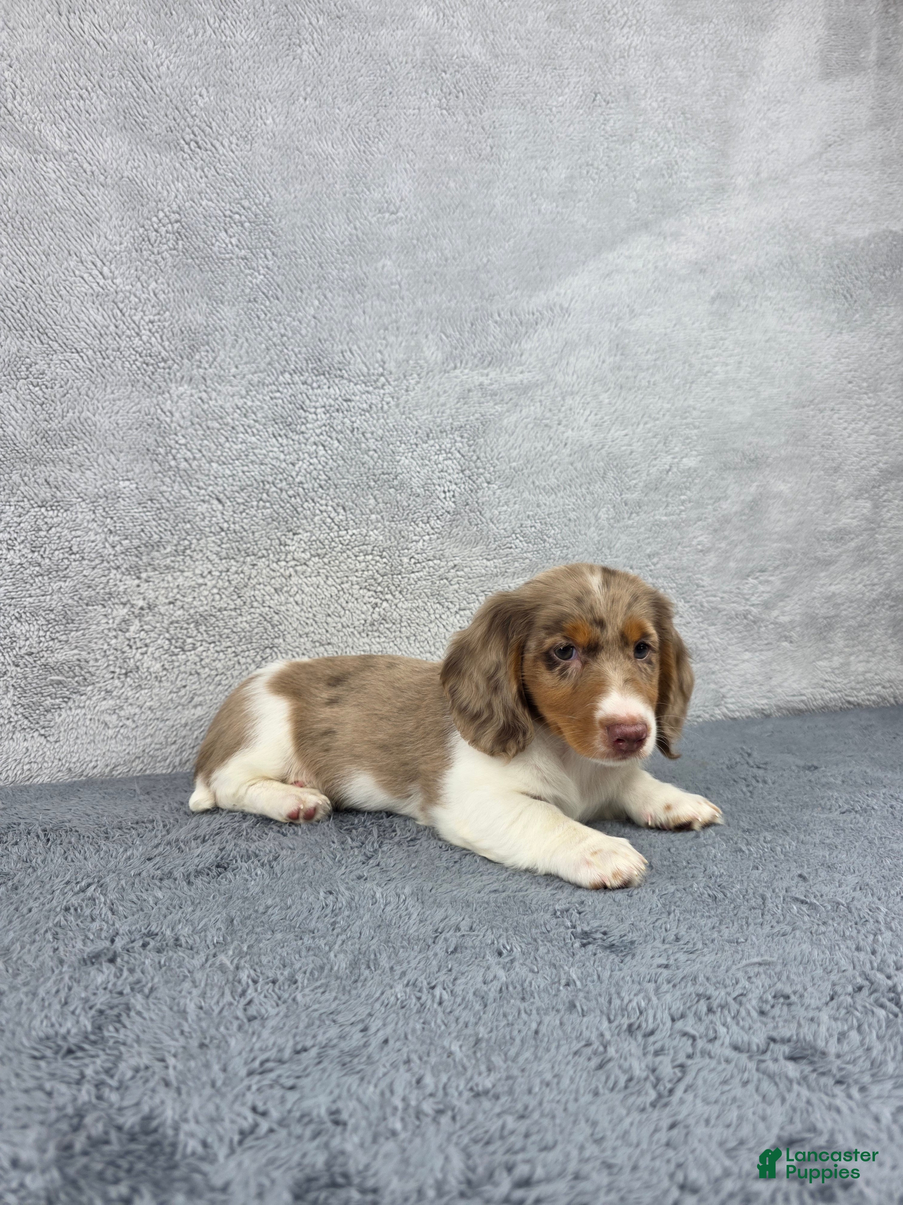 Miniature Dachshund dogs Jasper - Ad 2