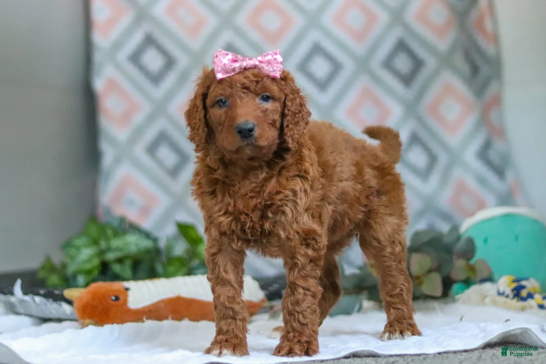 Goldendoodle dogs for sale: Bella - Ad 4