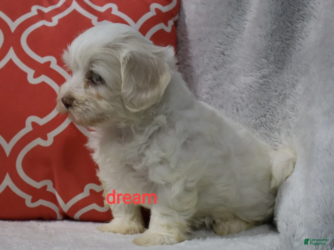Shihpoo dogs for sale: Rayna - Ad 2