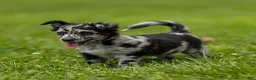 Chihuahua dogs for sale: Ryder Chihuahua Puppy  - Ad 14
