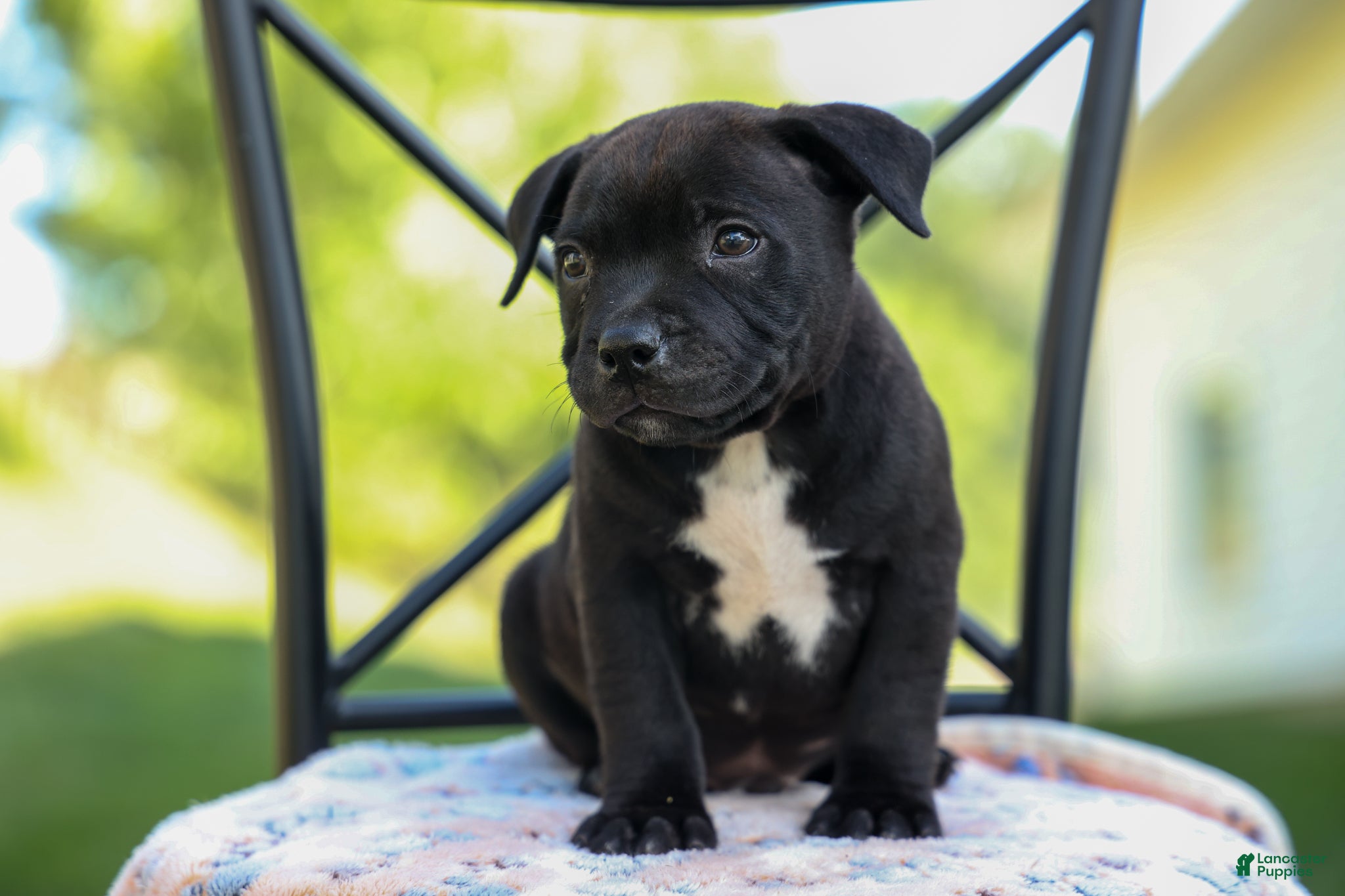 Staffordshire Bull Terrier dogs Maverick🩵 - Ad 2