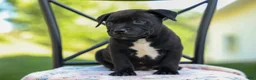 Staffordshire Bull Terrier dogs for sale: Maverick🩵 - Ad 2