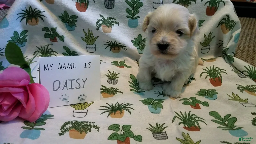 Maltipoo dogs for sale: Daisy - Ad 11