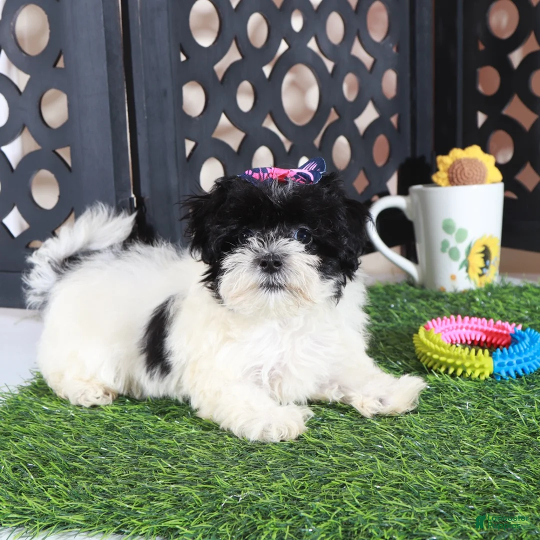 Maltipoo dogs for sale: Peaches Pretty Toy Maltipoo - Ad 2