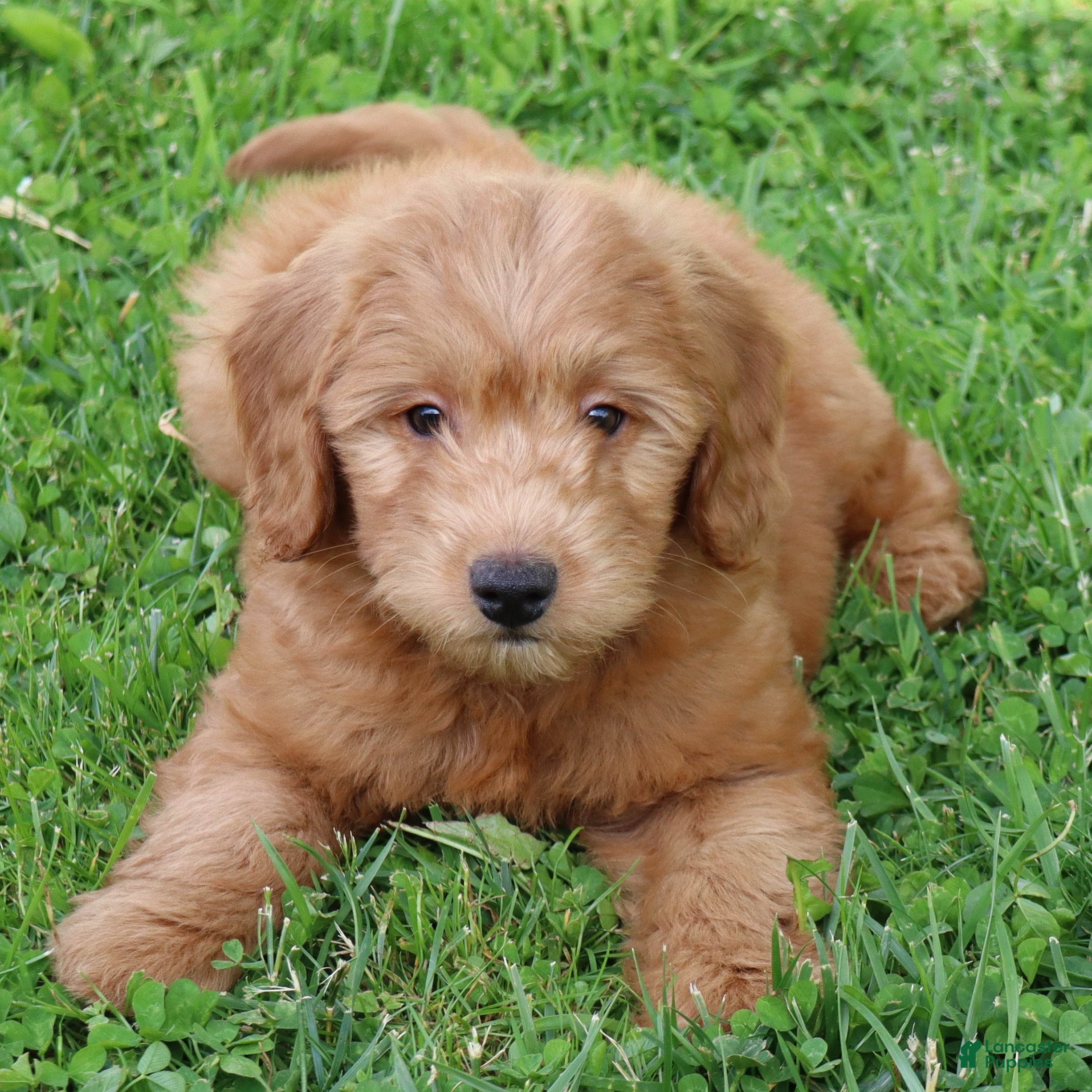 Mini Goldendoodle dogs Barney - Ad 1