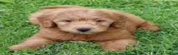 Mini Goldendoodle dogs for sale: Barney - Ad 1