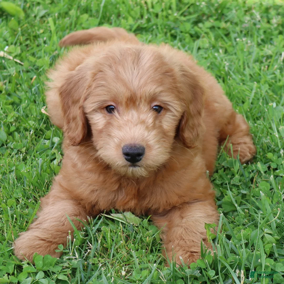 Mini Goldendoodle dogs for sale: Barney - Ad 1