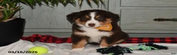 Australian Shepherd dogs for sale: Leo - Ad 3