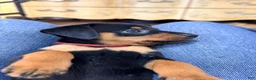Miniature Pinscher dogs for sale: Luke - Ad 12