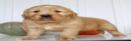 Golden Retriever dogs for sale: Bruce Male AKC Golden Retriever - Ad 6