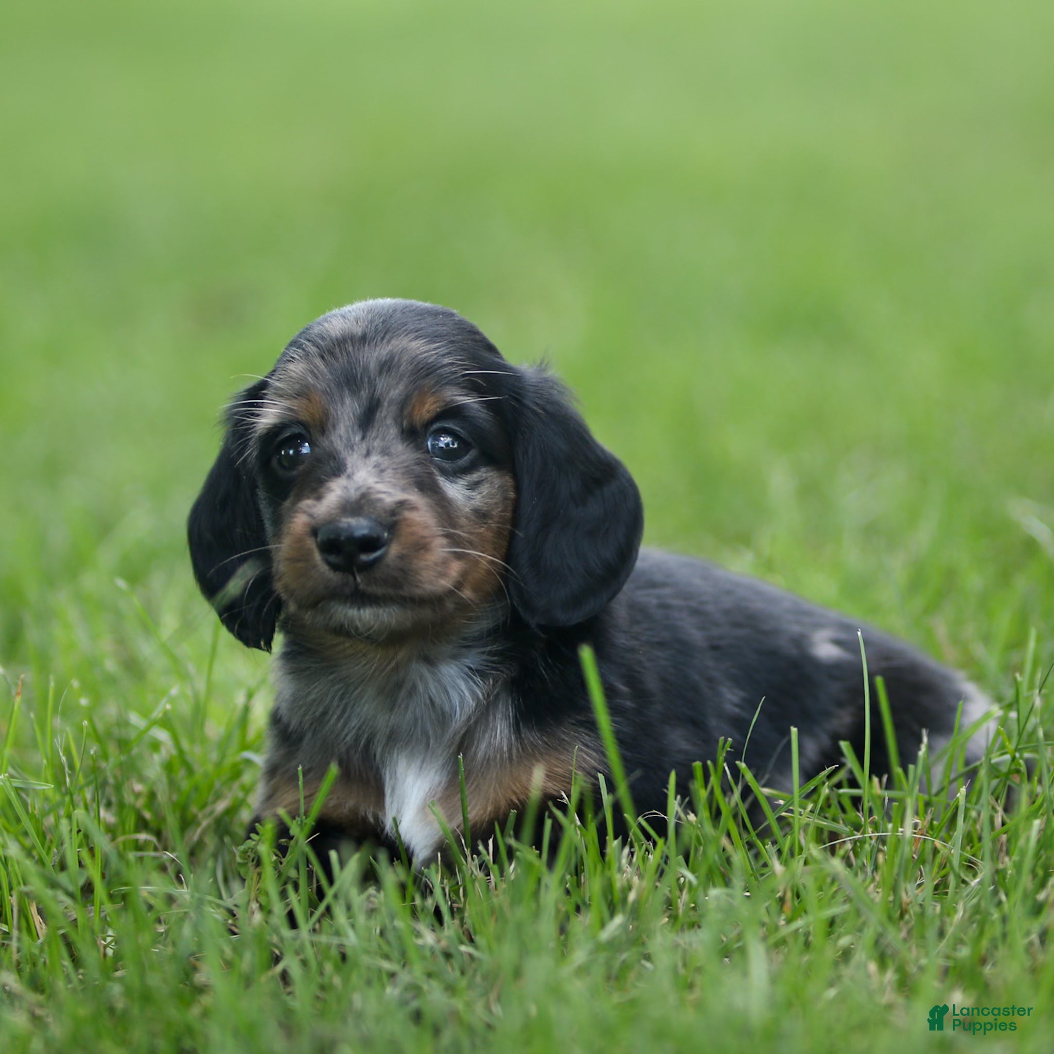 Miniature Dachshund dogs Daily Miniature Dachshund Puppy  - Ad 2