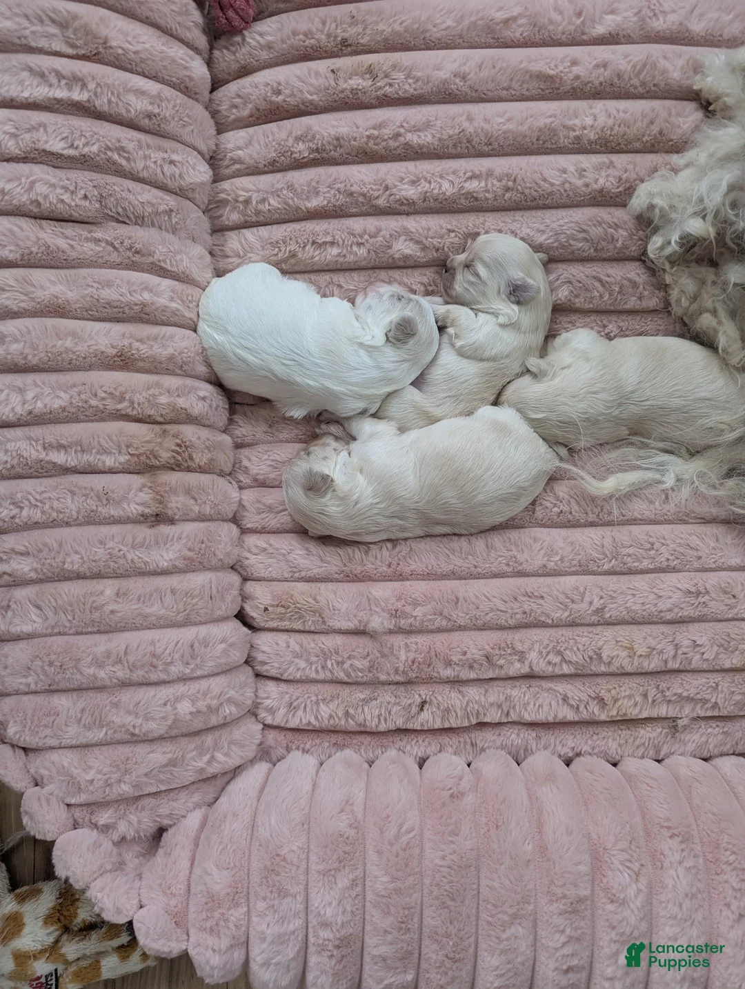 Shihpoo dogs for sale: Bonnie - Ad 3
