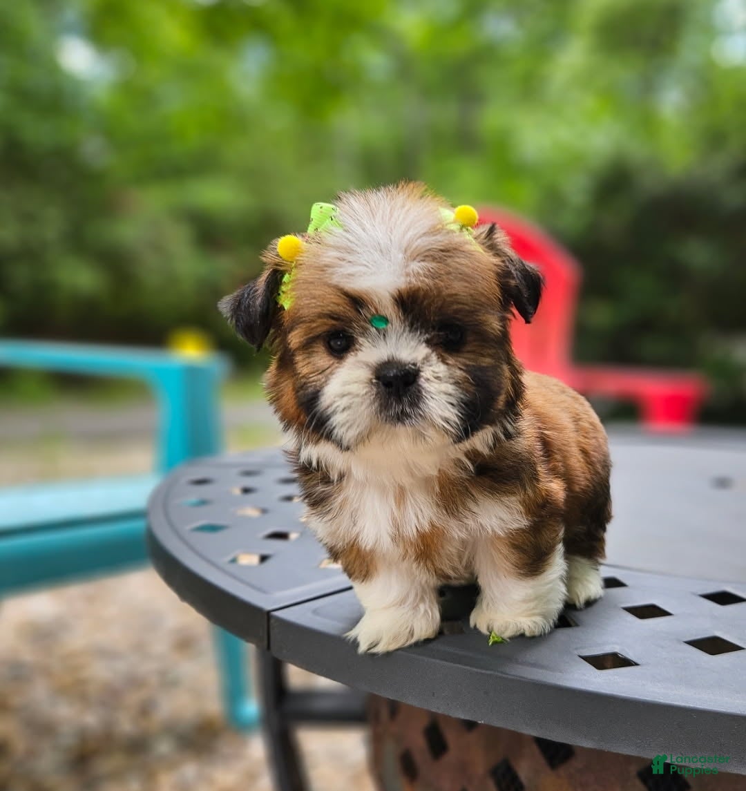 Shih Tzu Puppy 3