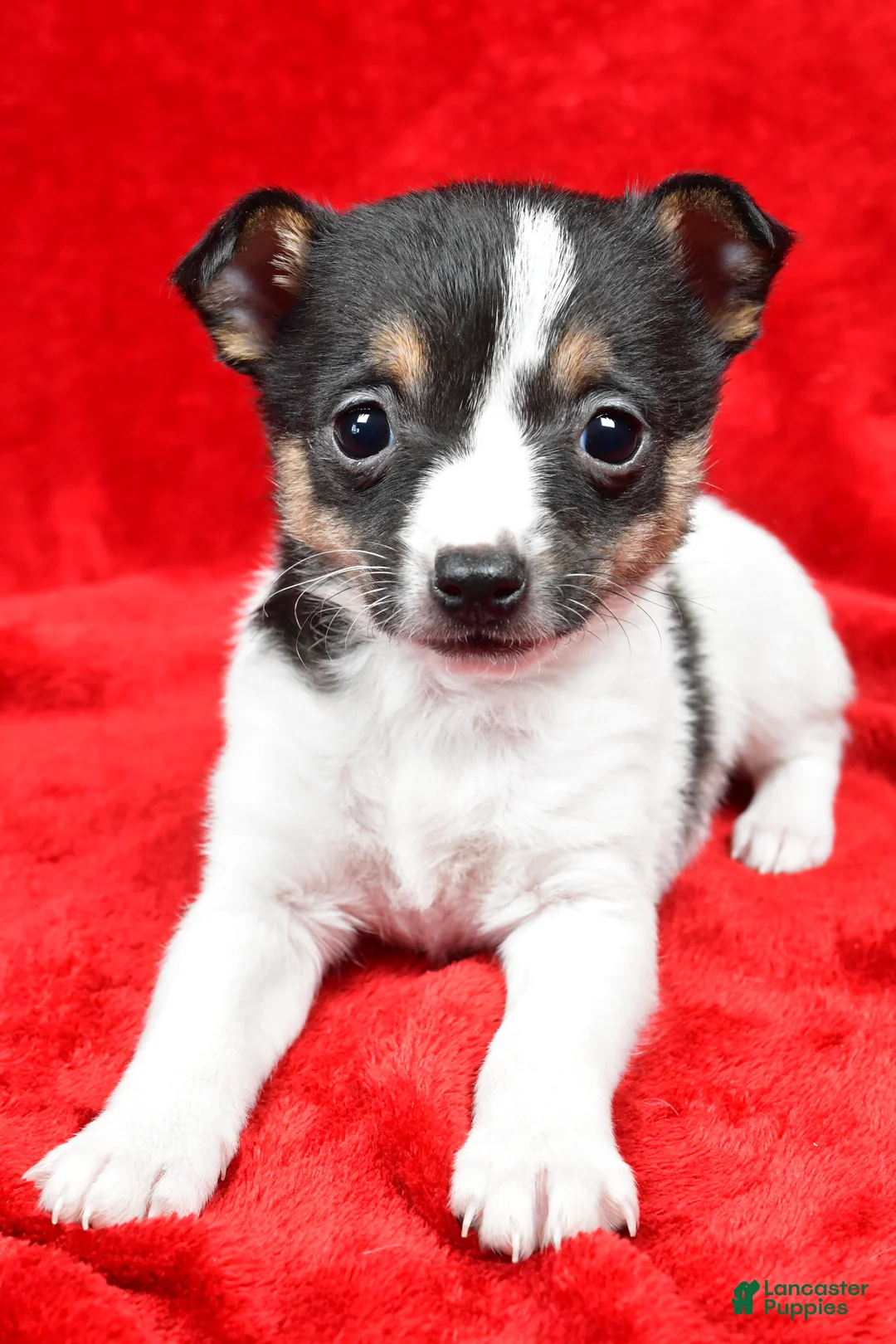 Toy Fox Terrier dogs for sale: Lilly - Ad 6