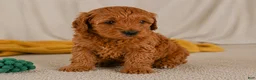 Cavapoo dogs for sale: Jasper - Ad 4