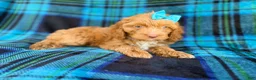 Cockapoo dogs for sale: Trixie - Ad 4