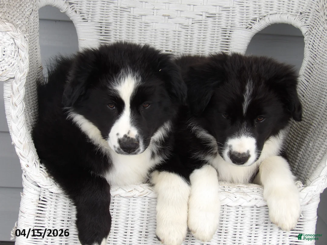 Australian Shepherd dogs for sale: Banjo - Ad 12