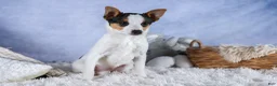 Toy Fox Terrier dogs for sale: Theo  - Ad 13