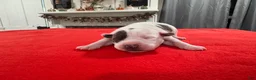 Mixed Breed dogs for sale: Lucy - Ad 1
