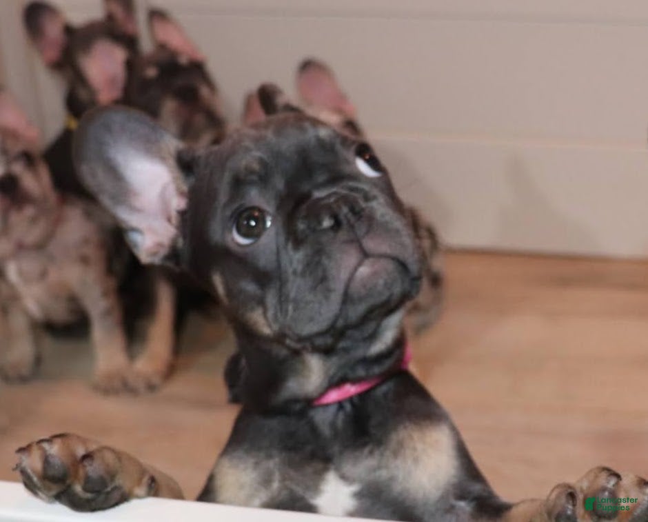 French Bulldog dogs Malania - Ad 23