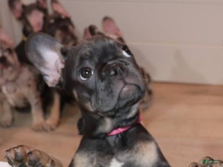 French Bulldog dogs Malania - Ad 40