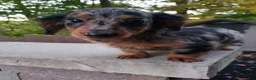 Miniature Dachshund dogs for sale: Dax - Ad 10
