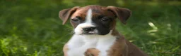 Boxer dogs for sale: Annie - Ad 7