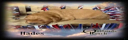 Golden Retriever dogs for sale: Hades~Black Collar - Ad 4