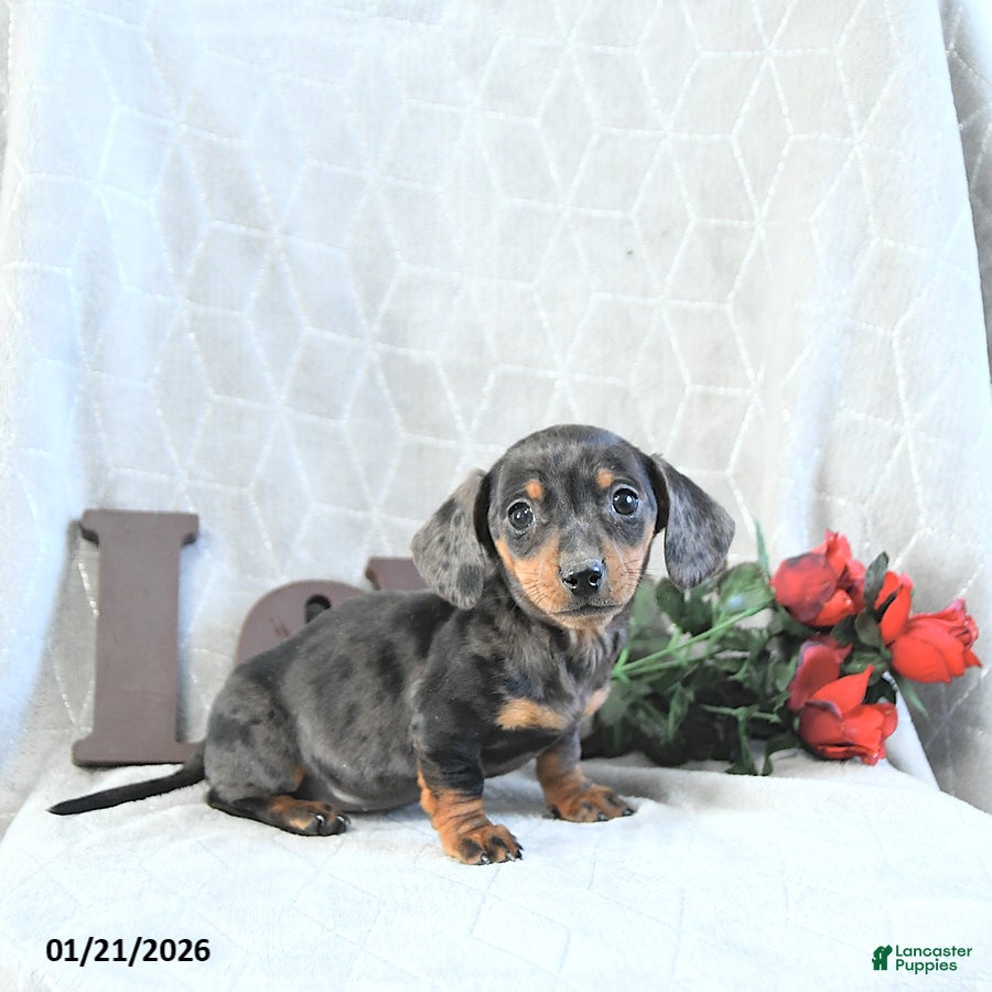 Miniature Dachshund dogs Mia  - Ad 3