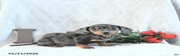 Miniature Dachshund dogs for sale: Mia  - Ad 3