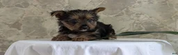 Yorkshire Terrier dogs for sale: Xena - Ad 8