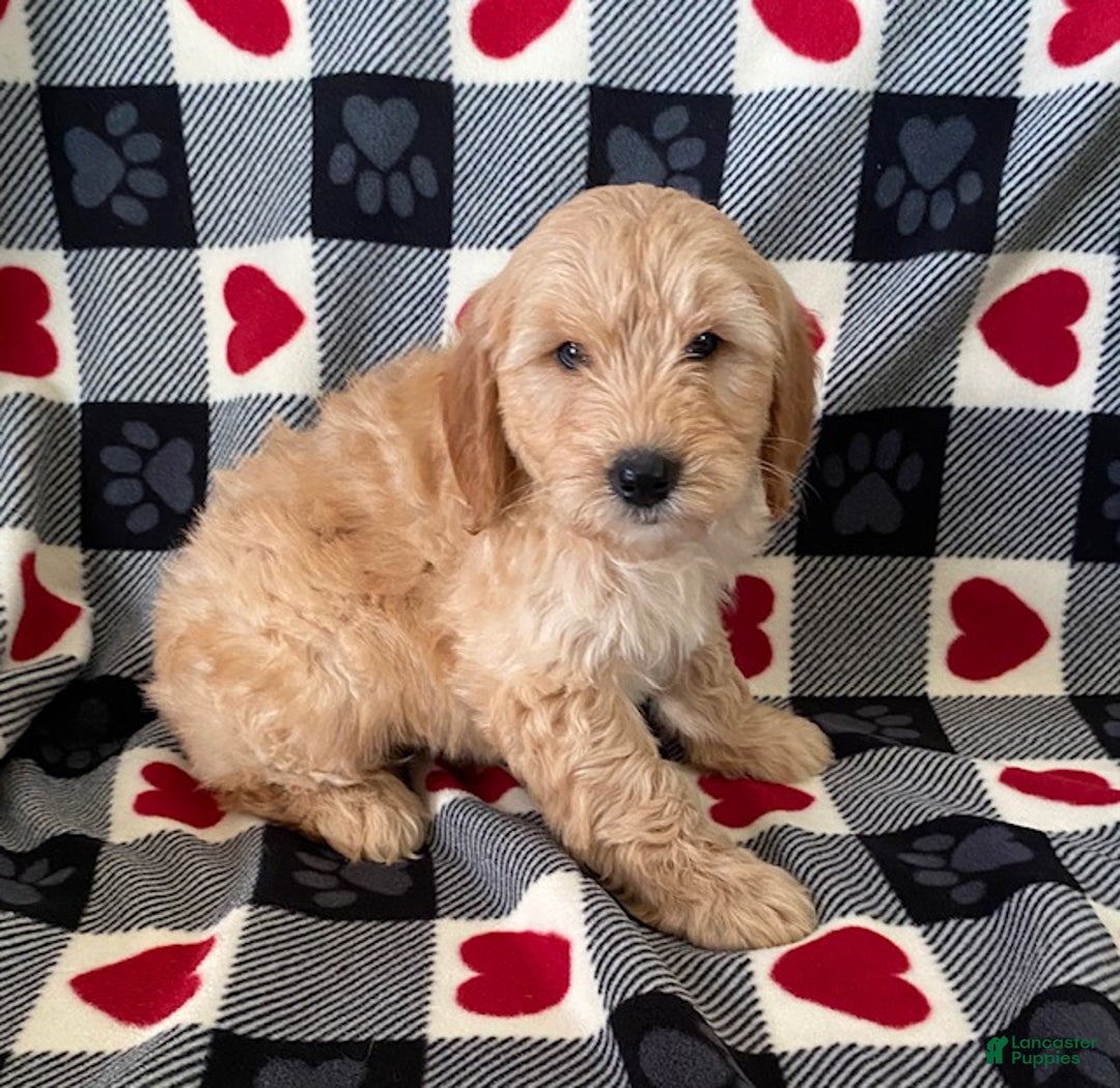 Mini Goldendoodle dogs for sale: Davis- mini/medium - Ad 2