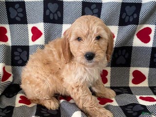 Mini Goldendoodle dogs Davis- mini/medium - Ad 36