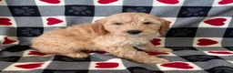 Mini Goldendoodle dogs for sale: Davis- mini/medium - Ad 2